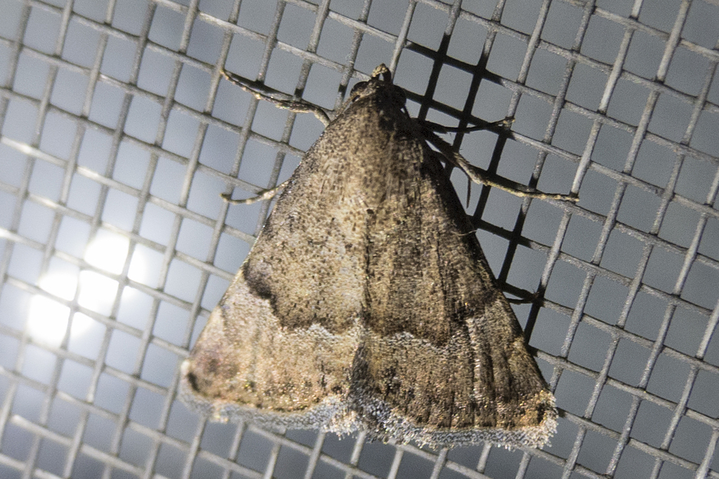 Odice arcuinna