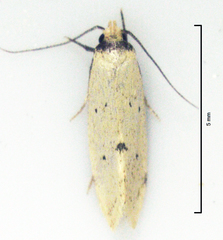 Atalopsis