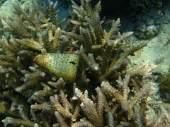 Conus leopardus image