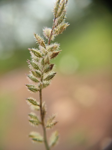 Tragus mongolorum, 2025-08-21