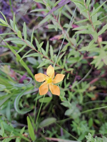 Coppery St. Johnswort (Hypericum denticulatum)