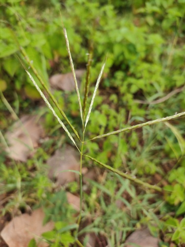 Bothriochloa pertusa iNat (3)