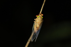 Carineta rufescens