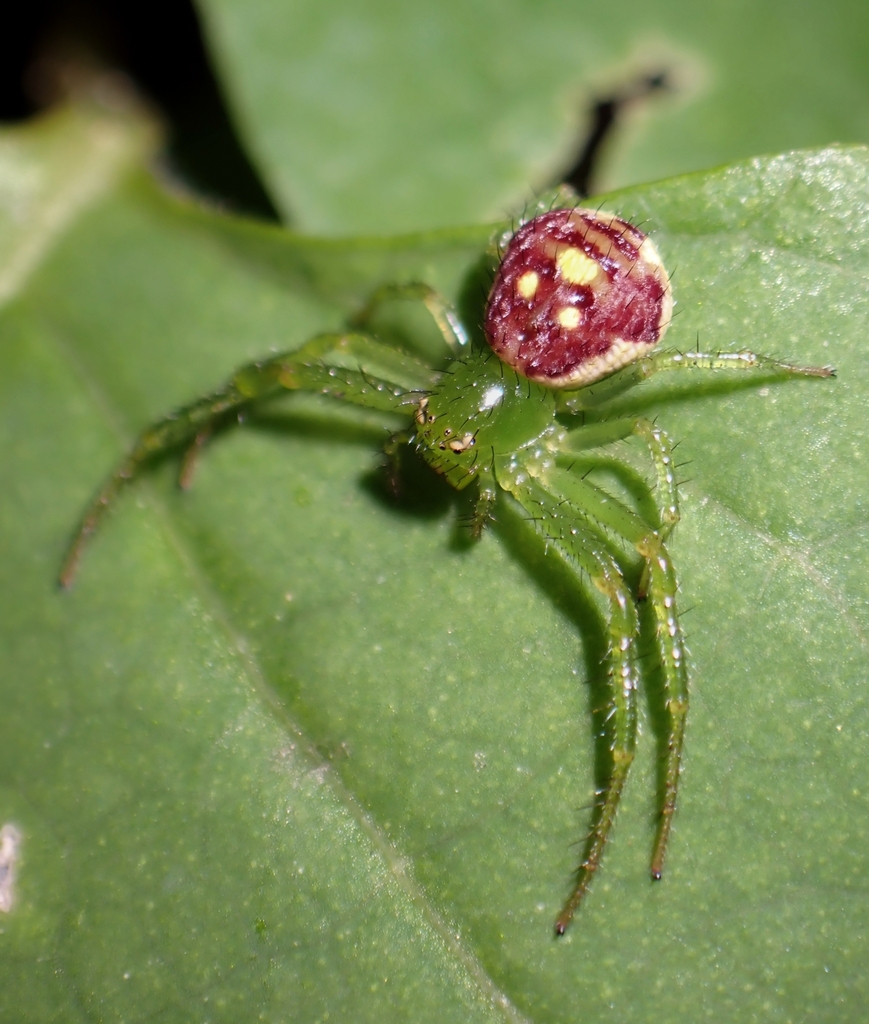 crab spiders
