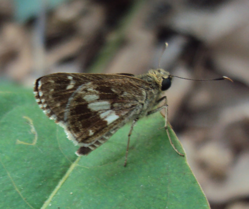 Bispot Banded Ace