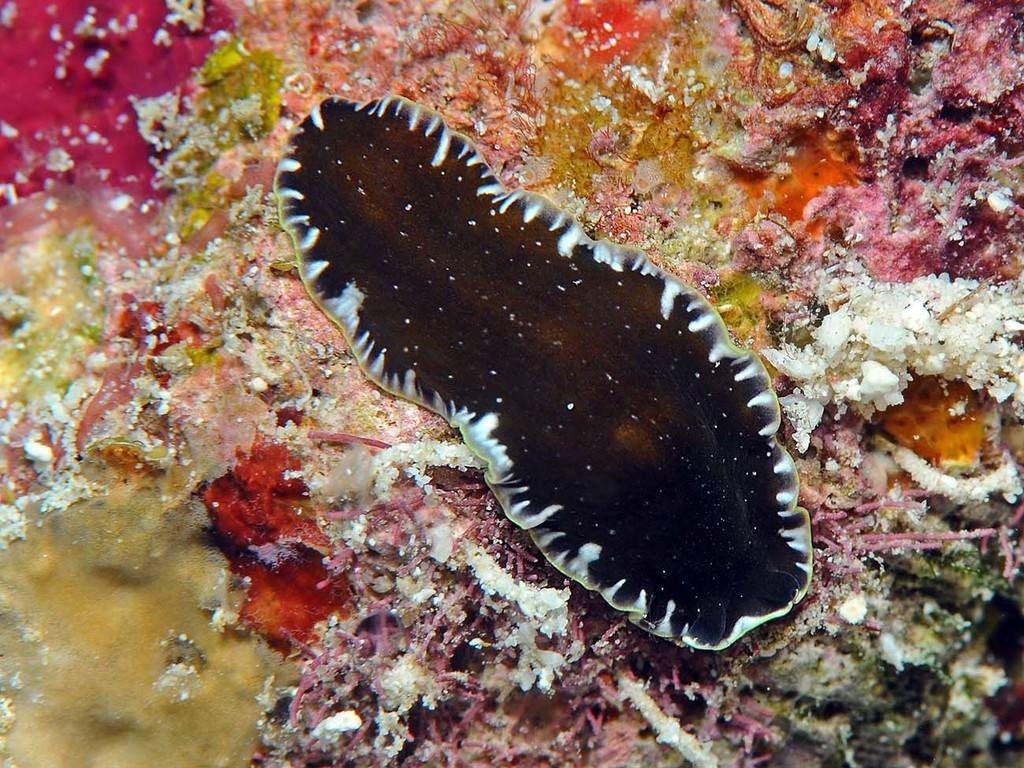 Pseudoceros bicolor