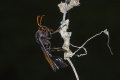 Delta pyriforme circinale