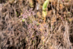 Selinum