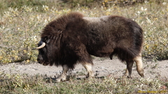 Ovibos moschatus