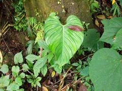 Philodendron ornatum
