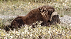 Ovibos moschatus