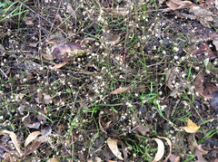 Erigeron bellidiastrum