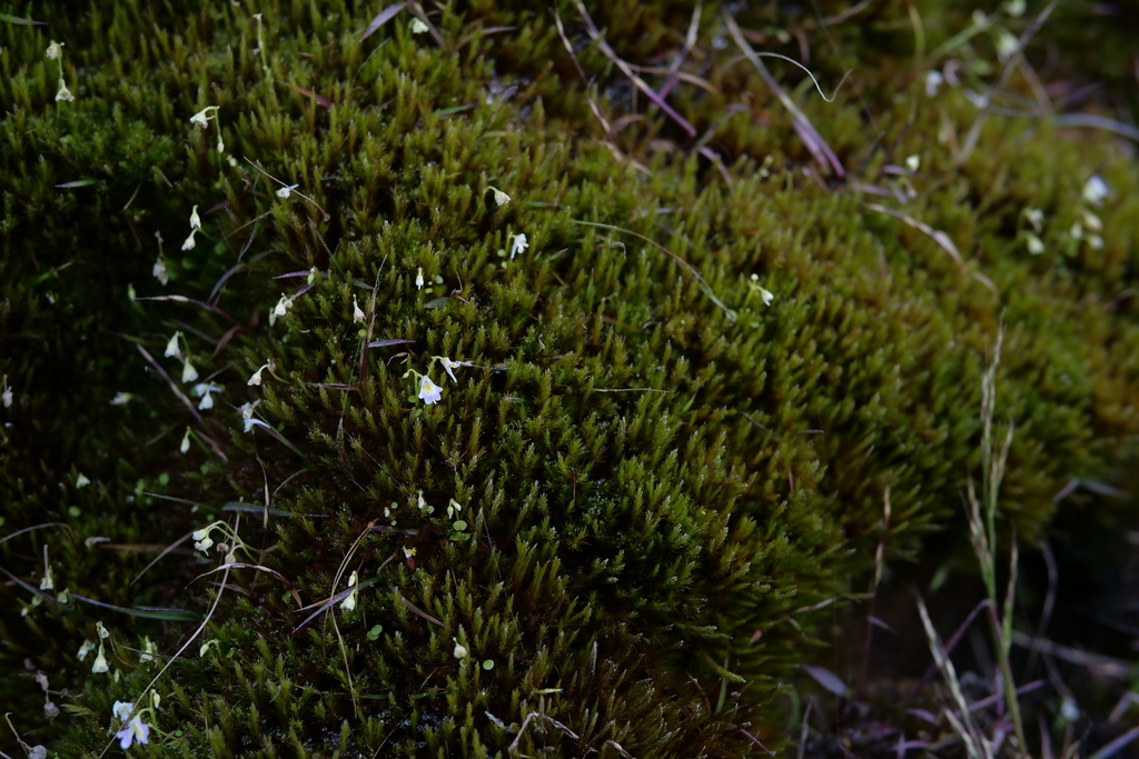 Utricularia furcellata Oliv. 4