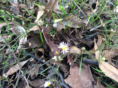 Erigeron bellidiastrum