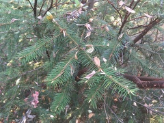 Abies bracteata