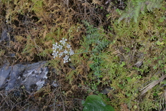 Selinum