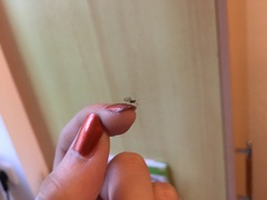 Aphididae