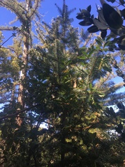 Abies bracteata
