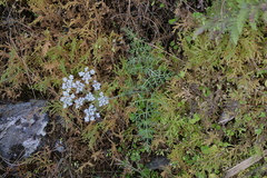 Selinum