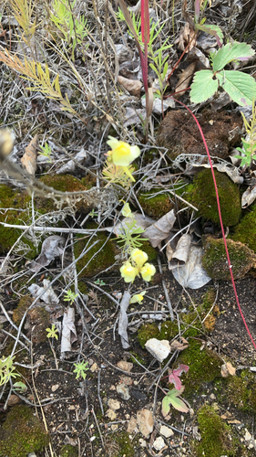 common toadflax
