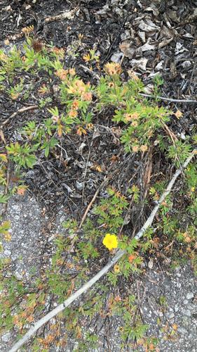 shrubby cinquefoil
