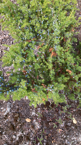 common juniper