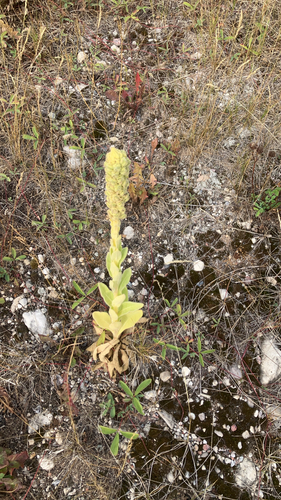 great mullein
