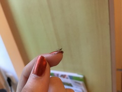 Aphididae