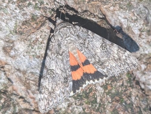 Meske's Underwing Moth photo 4