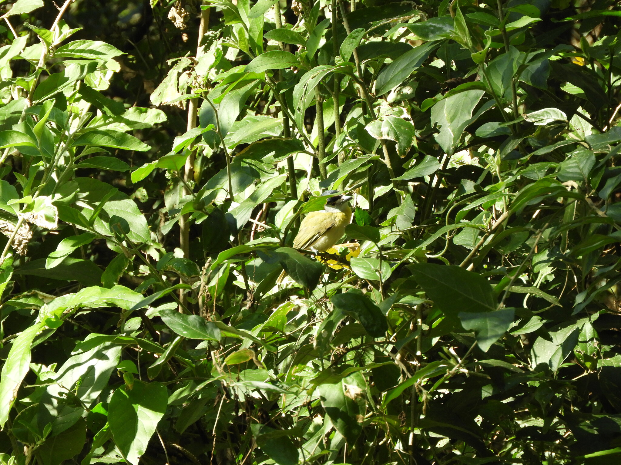 Green-backed Becard (Pachyramphus viridis), photo 6