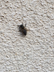 Apis mellifera