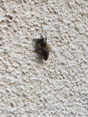 Apis mellifera
