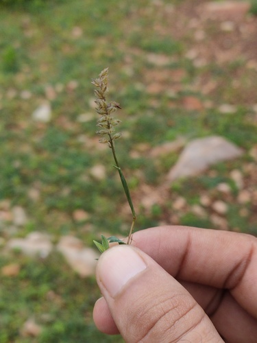 Tragus mongolorum, 2025-08-21