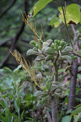 Peperomia dolabriformis, photograph Connor Connolly-Moyls, CC BY, iNaturalist via GBIF