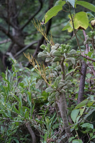 Peperomia dolabriformis, photograph 5