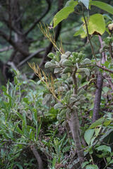 Peperomia dolabriformis, photograph Connor Connolly-Moyls, CC BY, iNaturalist via GBIF