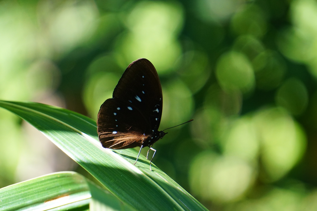 Hypolimnas euploeoides
