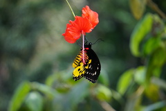 Ornithoptera rothschildi