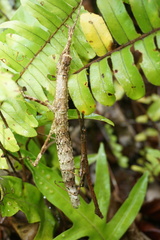 Dimorphodes