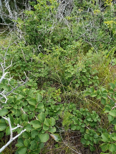 Large-fruited elm (Ulmus macrocarpa)