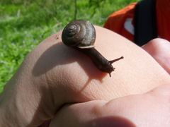 Webbhelix multilineata