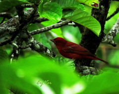 Piranga rubra