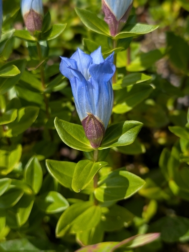 Broad-petal Gentian (Gentiana platypetala)