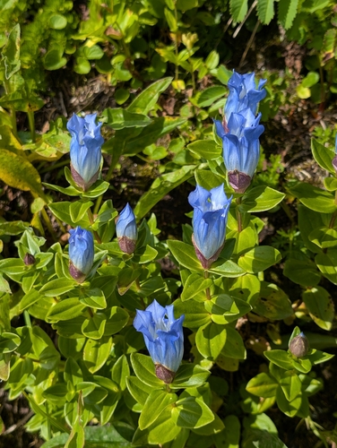 Gentiana platypetala, photograph 5