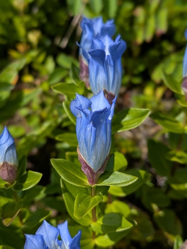 Gentiana platypetala, photograph 6