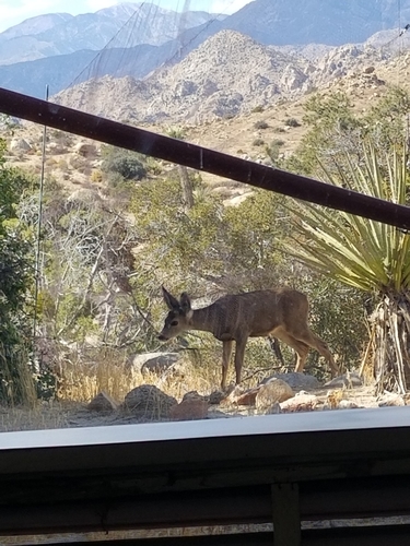 iNaturalist observation photo of Mule Deer