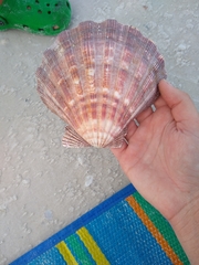 Nodipecten