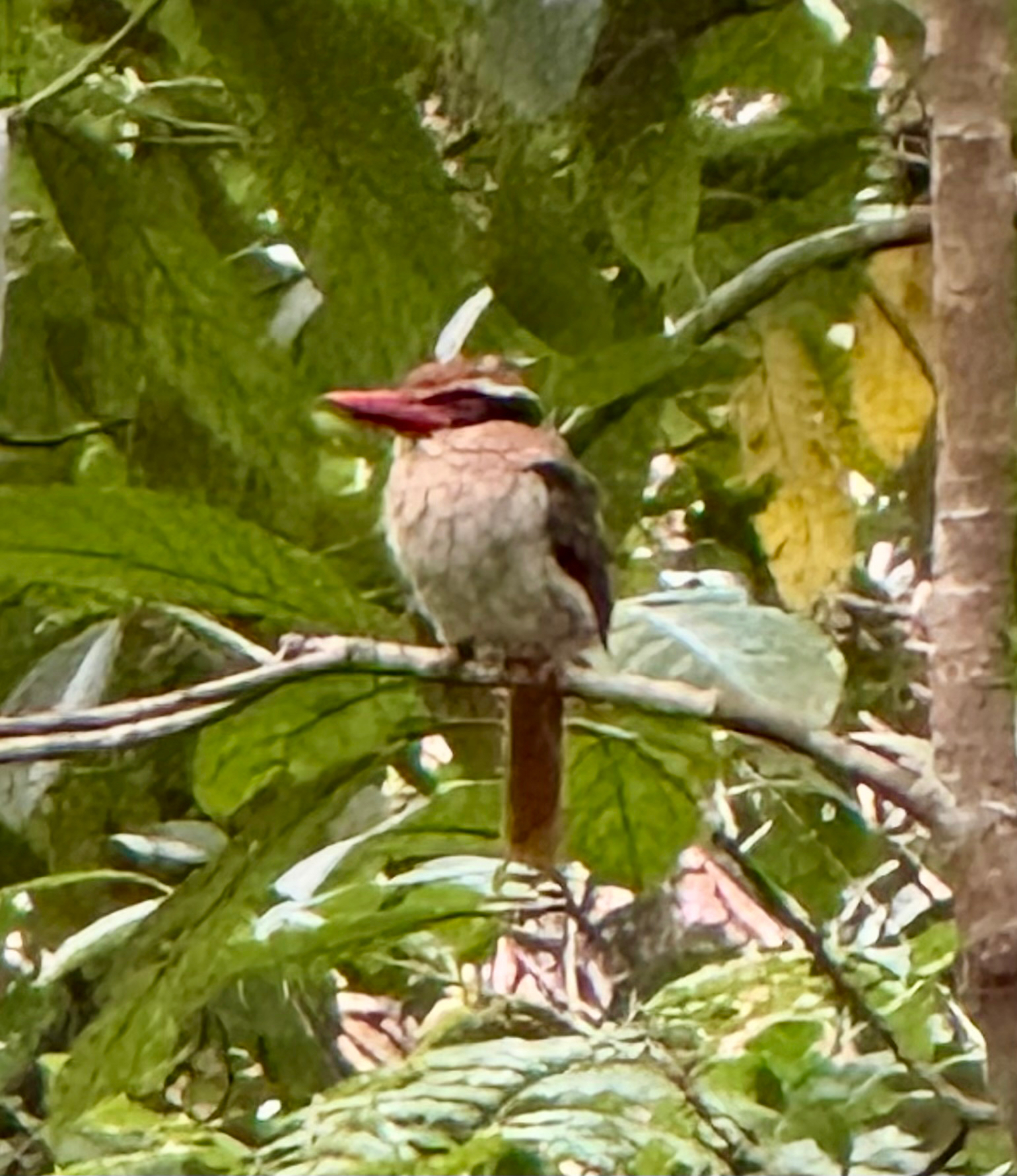 Sulawesi Lilac Kingfisher (Cittura cyanotis), photo 10