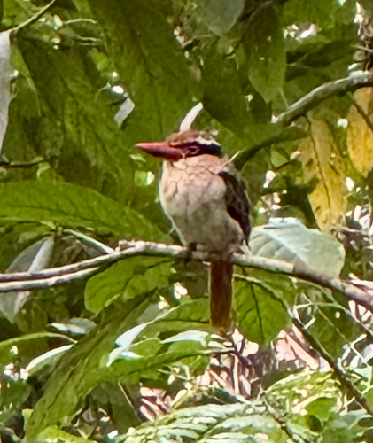 Sulawesi Lilac Kingfisher (Cittura cyanotis), photo 5