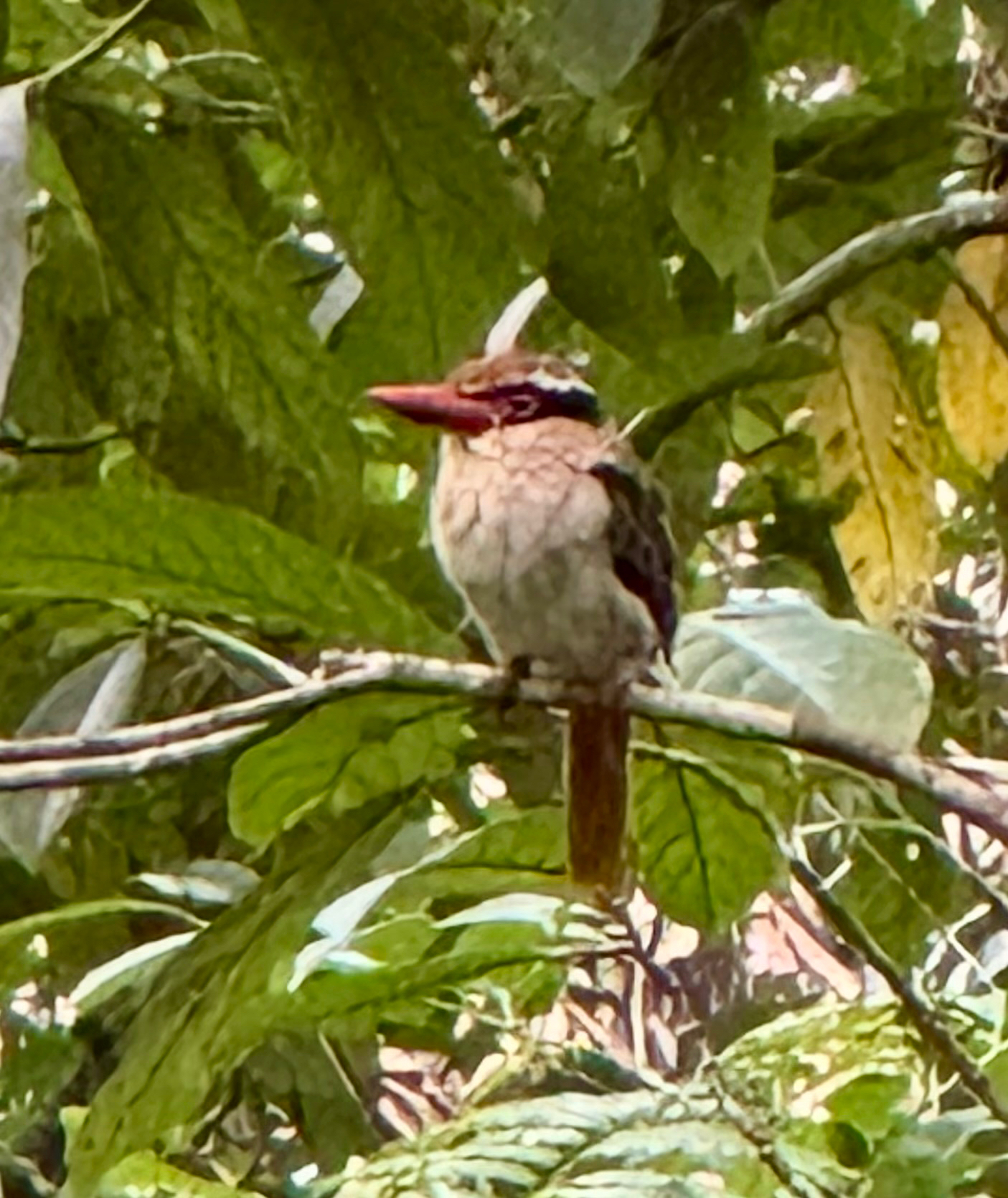 Sulawesi Lilac Kingfisher (Cittura cyanotis), photo 9